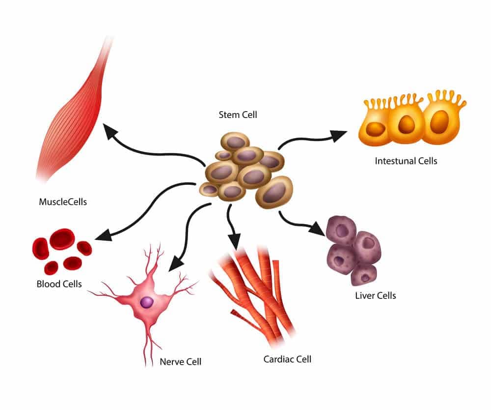 stem cell classification