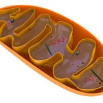 Mitochondria and Energy
