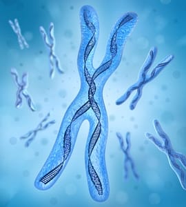 X chromosome and the aging process