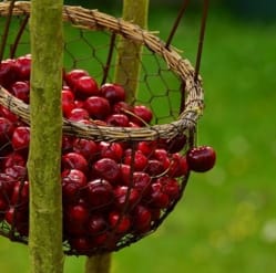 health benefits of dark cherries