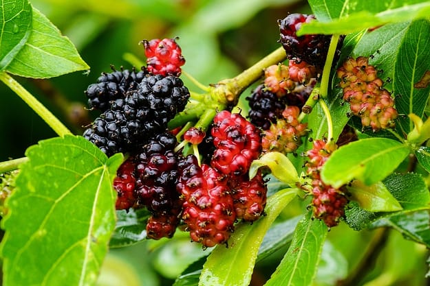 mulberry tea benefits