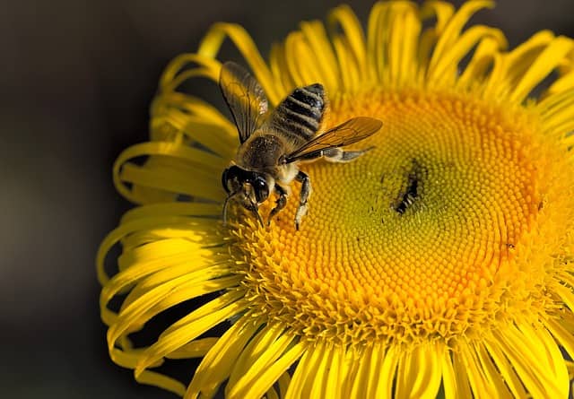 benefits of bee pollen